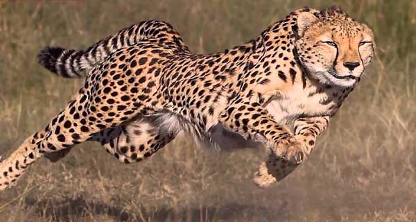 Top 10 Fastest Animals On The Earth