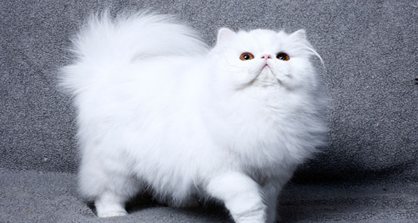 Top 10 Expensive Cat Breeds In The World
